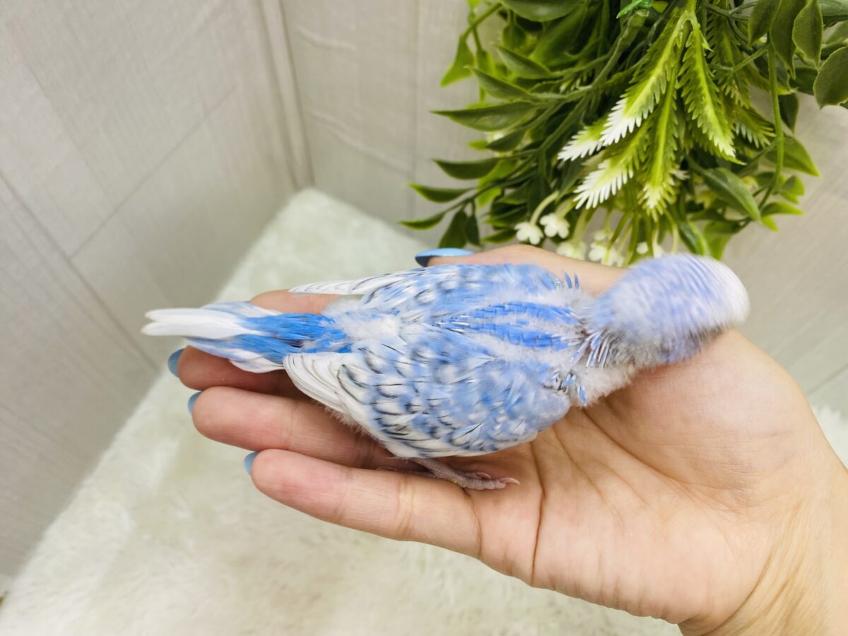 爽やかブルーはやはり人気者💖セキセイインコやって来た‼️ セキセイインコ