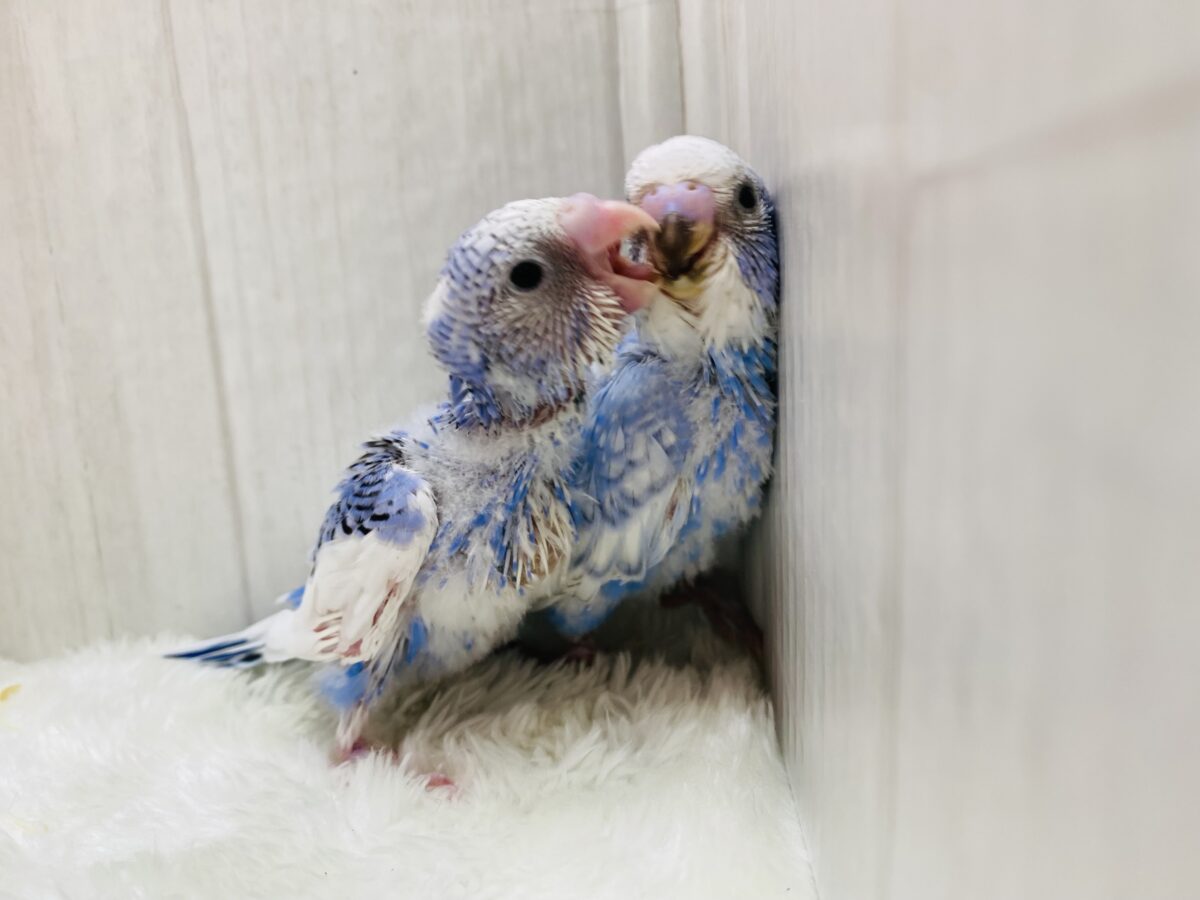セキセイインコ