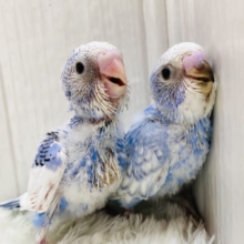 爽やかブルーはやはり人気者💖セキセイインコやって来た‼️