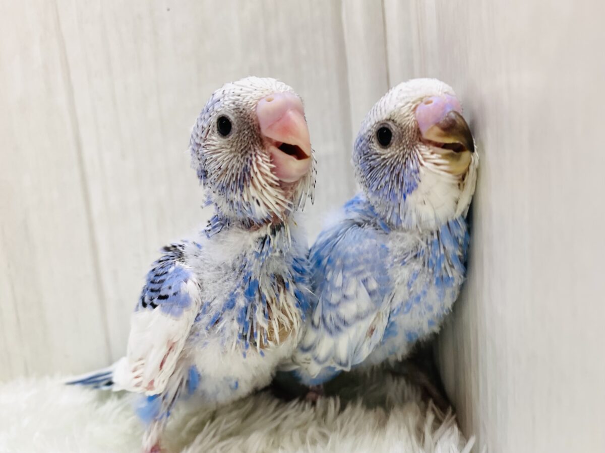 爽やかブルーはやはり人気者💖セキセイインコやって来た‼️