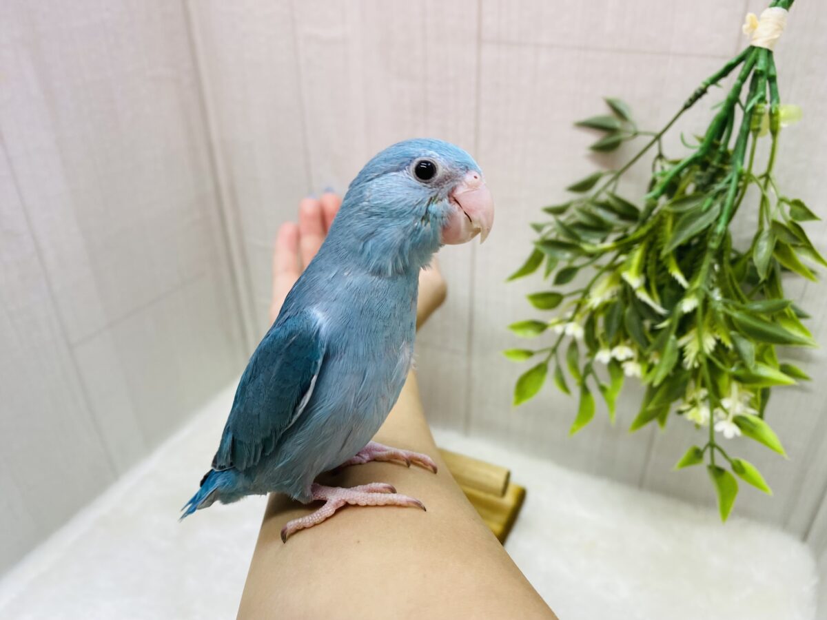 マメルリハ