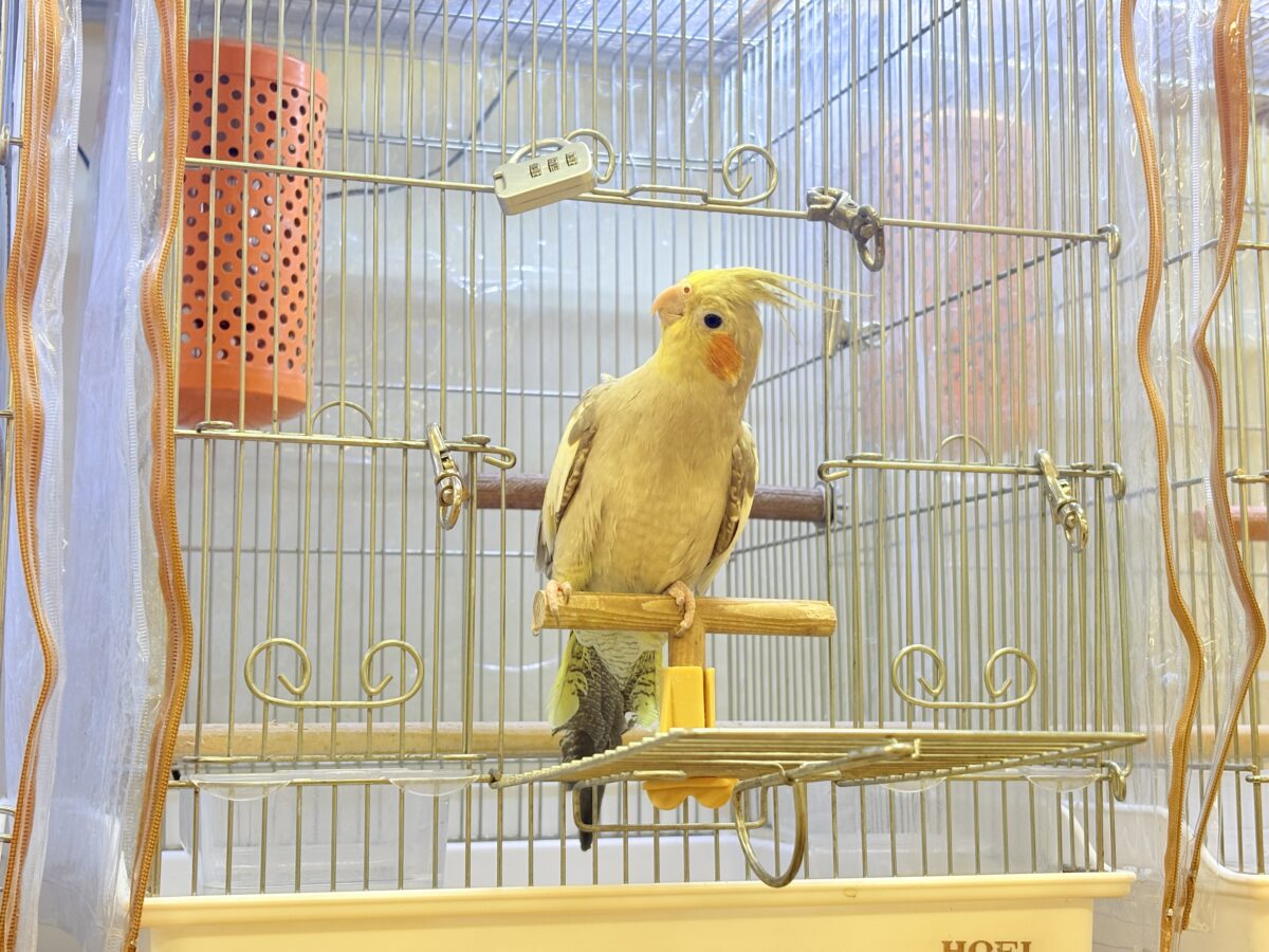 【最新画像】触れ合った先の”沼”深めです🐥❤️🔥オカメインコ(シナモン) オカメインコ