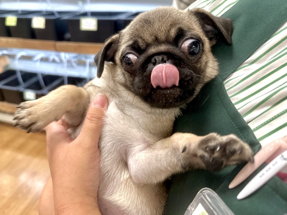虜になること間違いなし🥺⭐️パグの女の子🐶 パグ