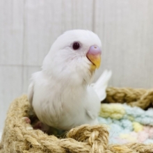 真っ白ちゃんを独り占め🤍セキセイインコアルビノ‼️
