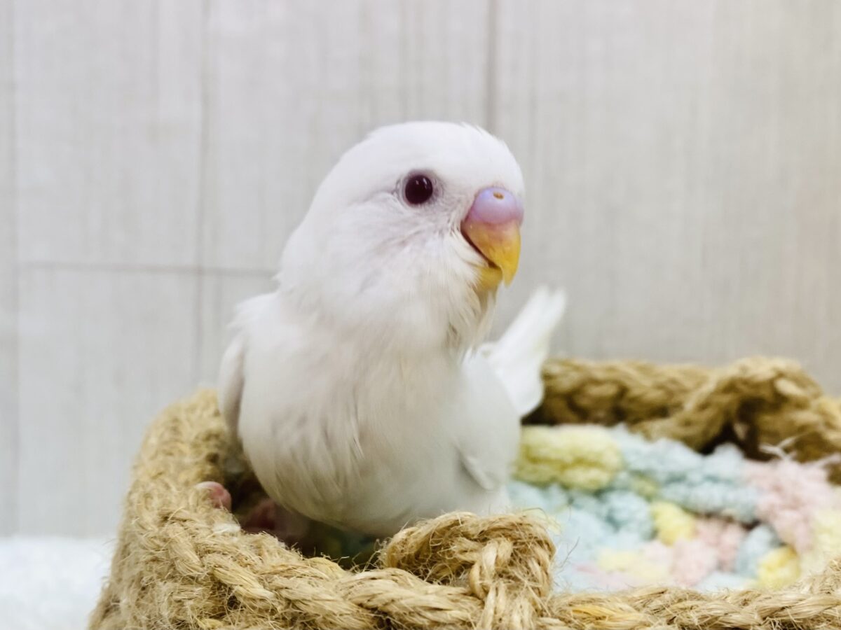 真っ白ちゃんを独り占め🤍セキセイインコアルビノ‼️