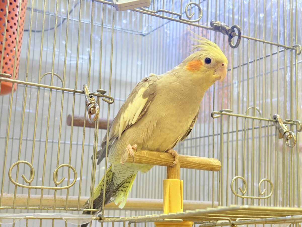 【最新画像】触れ合った先の”沼”深めです🐥❤️🔥オカメインコ(シナモン) オカメインコ