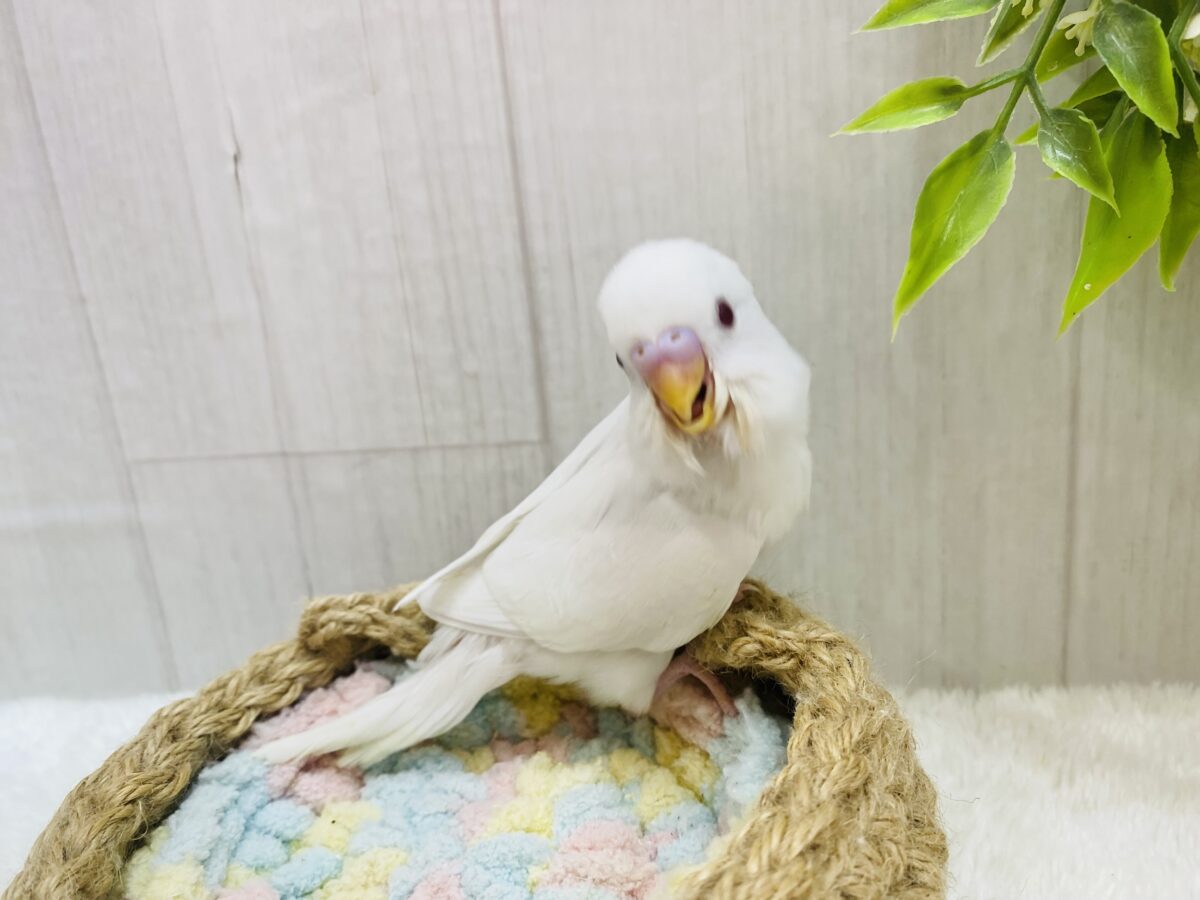 セキセイインコ