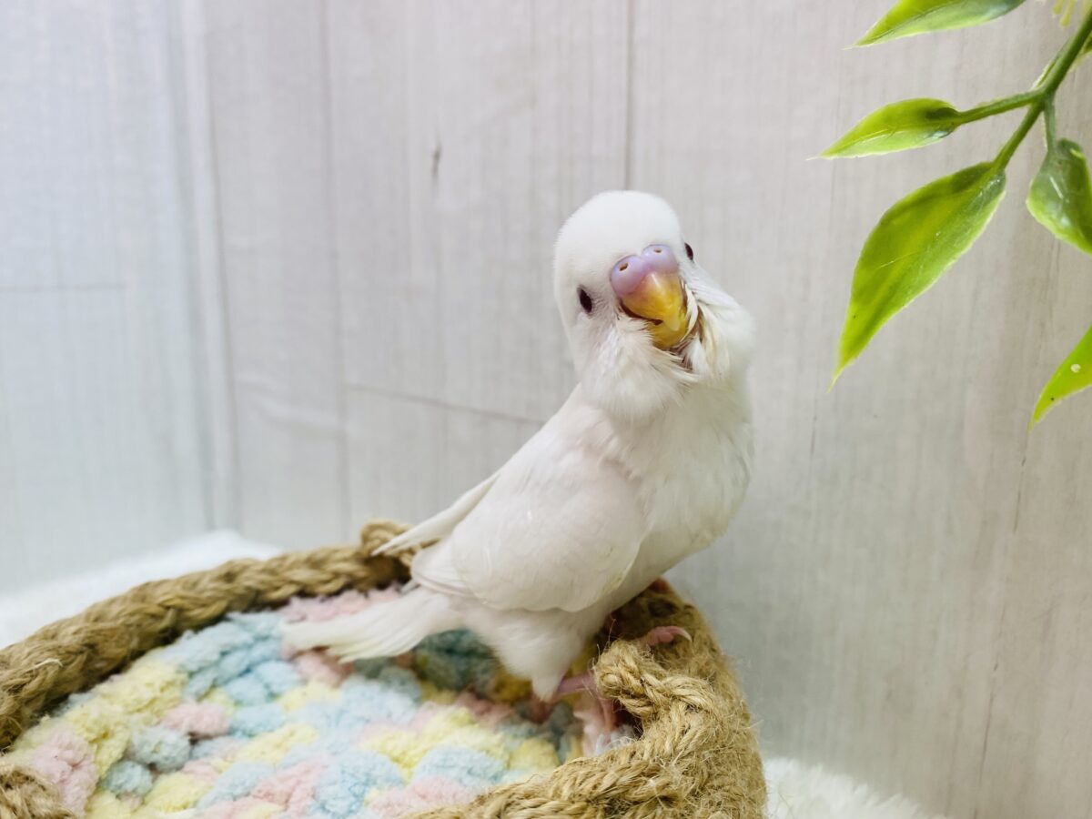 セキセイインコ