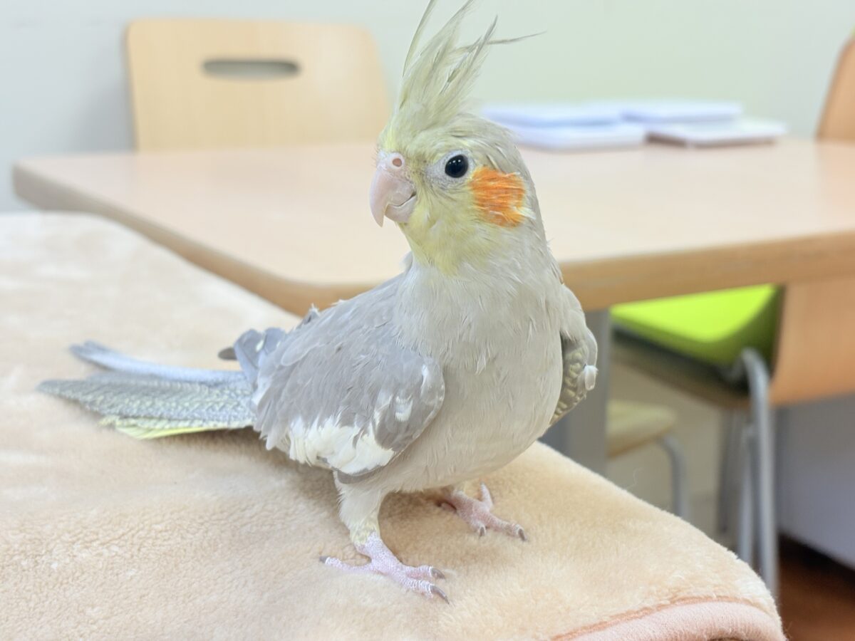 【最新画像】触れ合った先の”沼”深めです🐥❤️🔥オカメインコ(シナモン) オカメインコ
