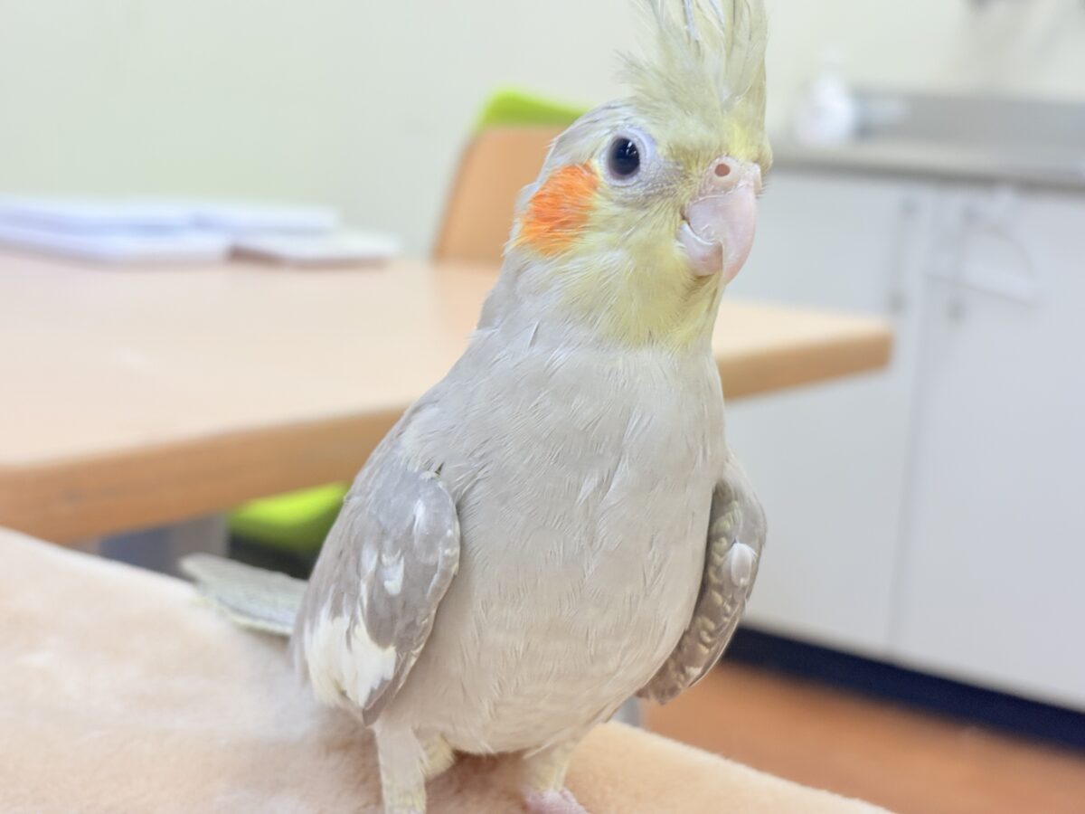 【最新画像】触れ合った先の”沼”深めです🐥❤️🔥オカメインコ(シナモン) オカメインコ
