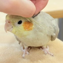 【最新画像】触れ合った先の”沼”深めです🐥❤️‍🔥オカメインコ(シナモン)