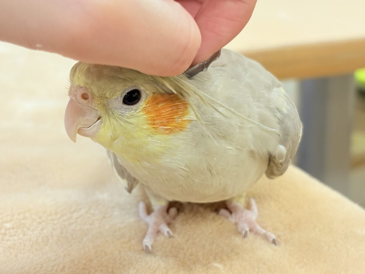 【最新画像】触れ合った先の”沼”深めです🐥❤️🔥オカメインコ(シナモン) オカメインコ