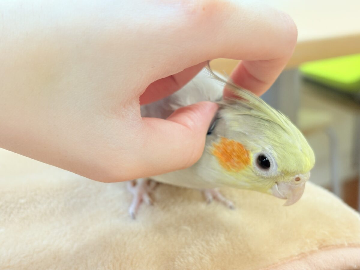 【最新画像】触れ合った先の”沼”深めです🐥❤️🔥オカメインコ(シナモン) オカメインコ