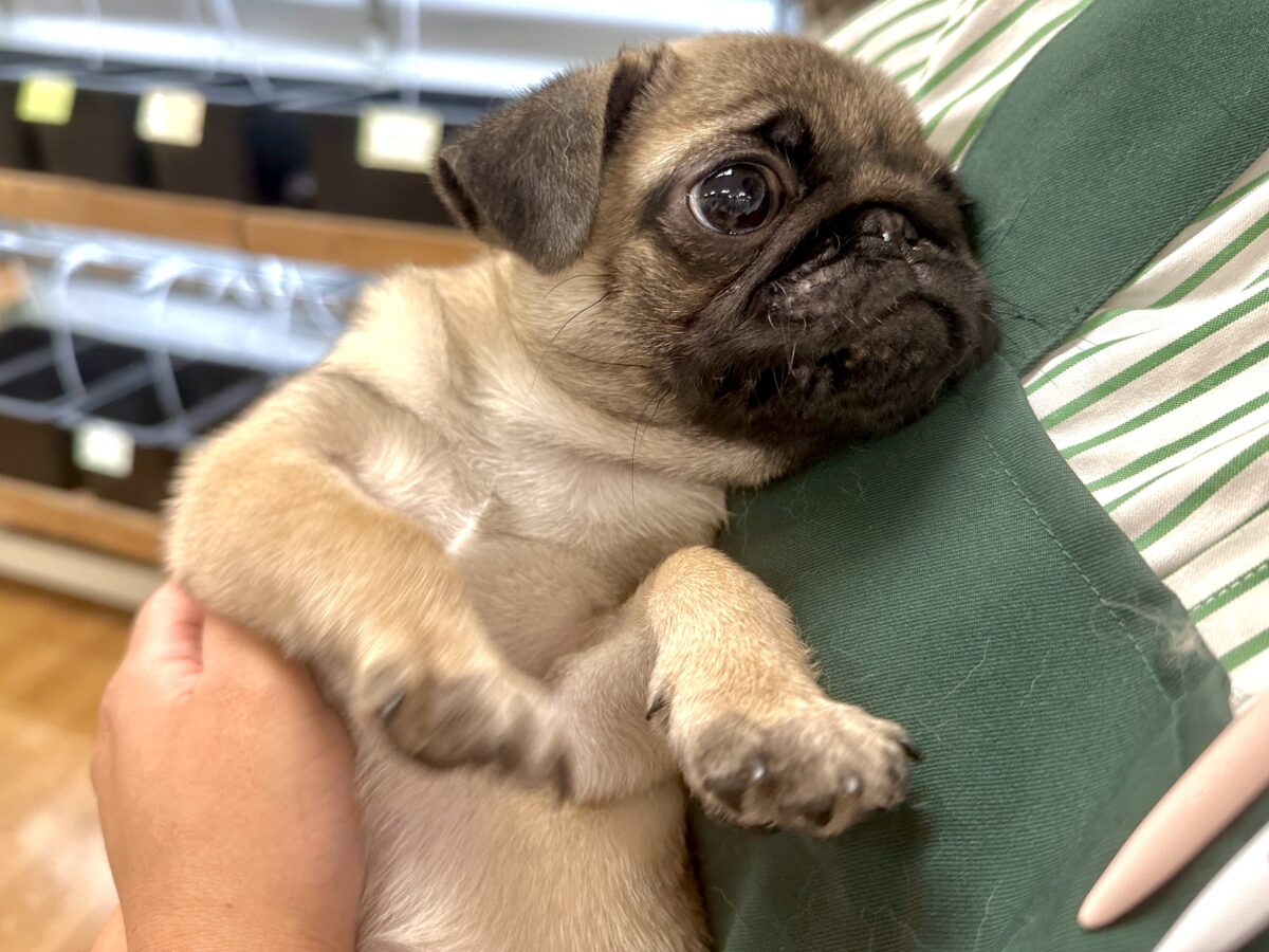 虜になること間違いなし🥺⭐️パグの女の子🐶 パグ