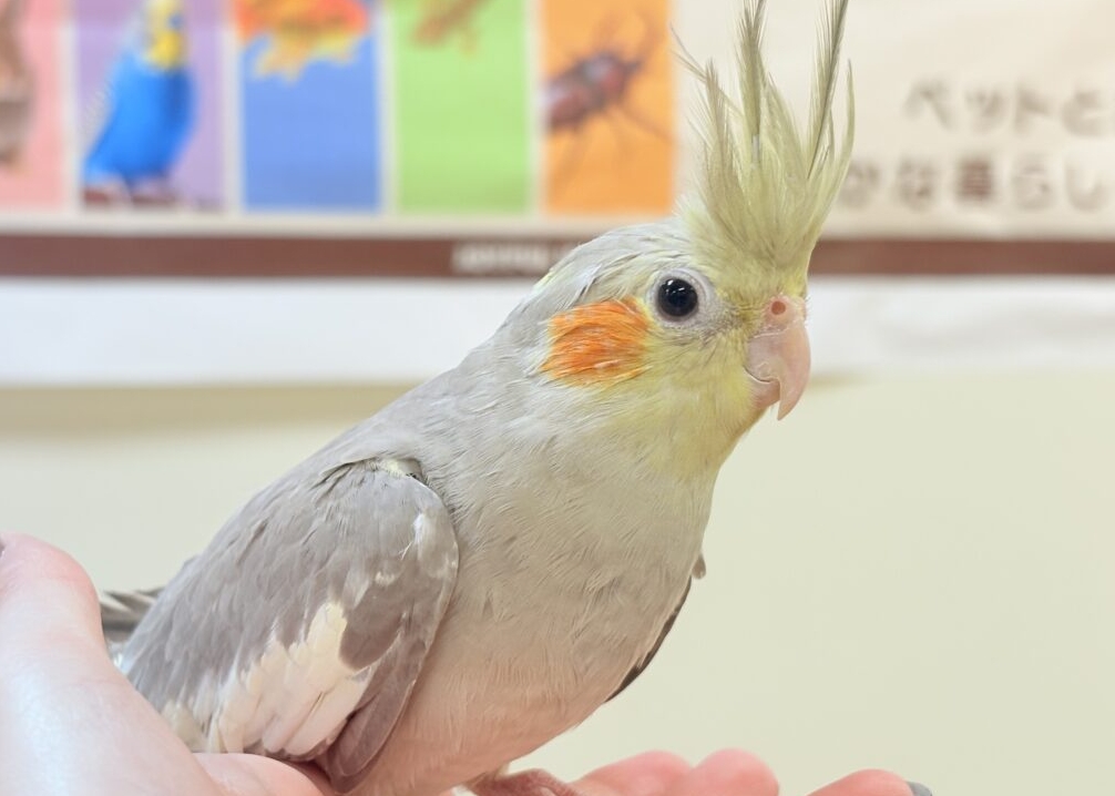 【最新画像】触れ合った先の”沼”深めです🐥❤️🔥オカメインコ(シナモン) オカメインコ