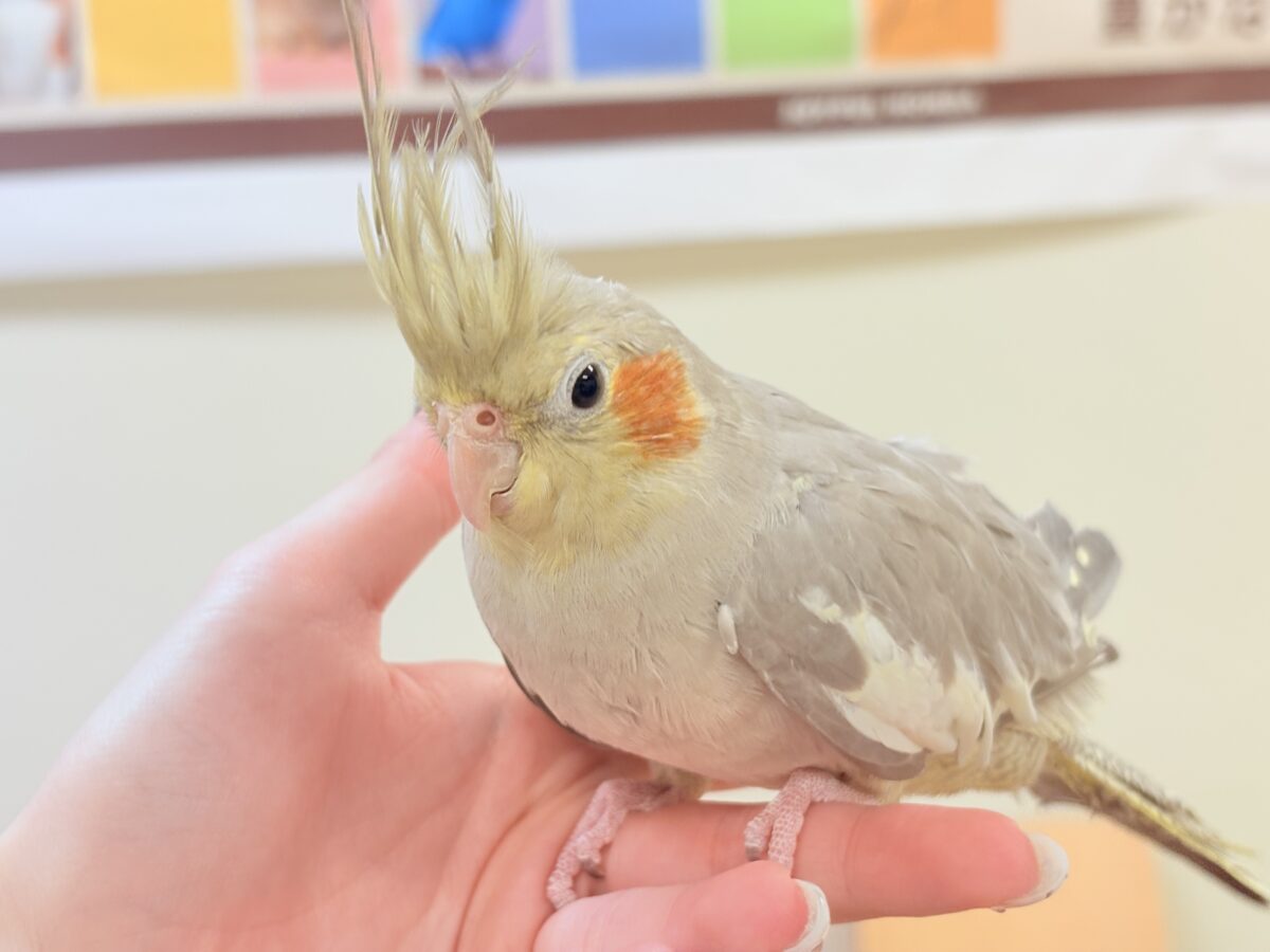 【最新画像】触れ合った先の”沼”深めです🐥❤️🔥オカメインコ(シナモン) オカメインコ