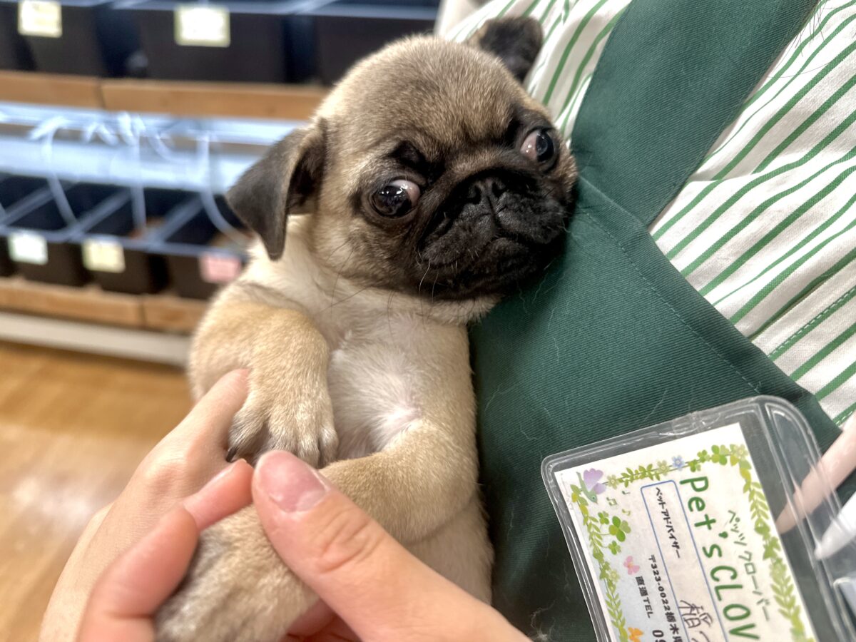 虜になること間違いなし🥺⭐️パグの女の子🐶 パグ