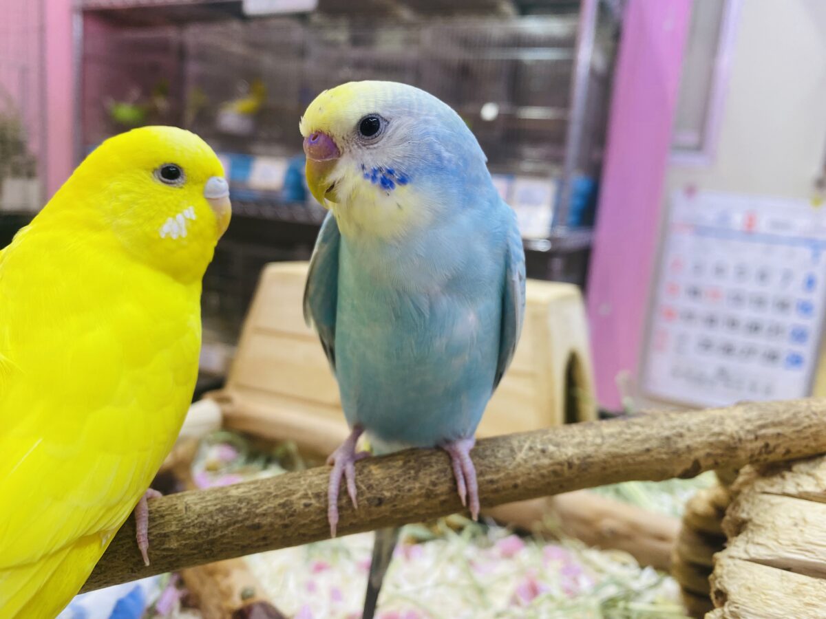 セキセイインコ