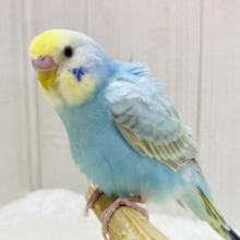 手乗りに成長中💓心にピース✌️セキセイインコのパステルレインボー🌈