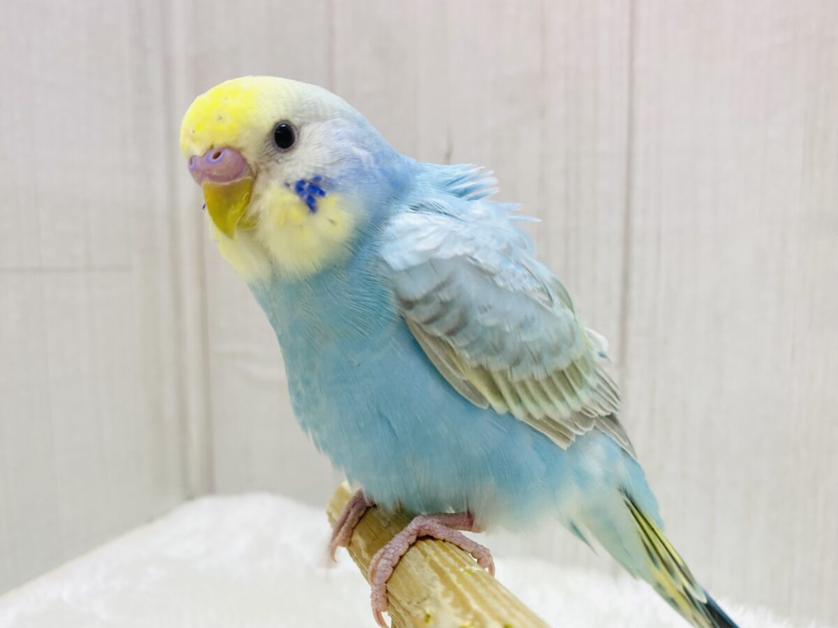 手乗りに成長中💓心にピース✌️セキセイインコのパステルレインボー🌈