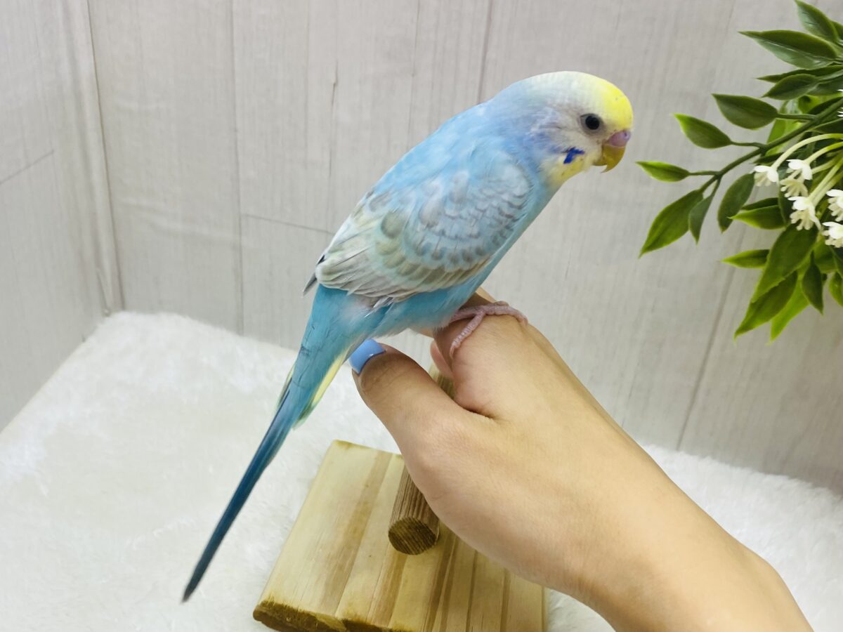 手乗りに成長中💓心にピース✌️セキセイインコのパステルレインボー🌈 セキセイインコ