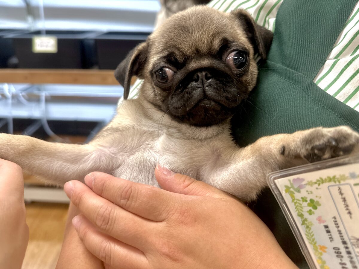 虜になること間違いなし🥺⭐️パグの女の子🐶 パグ