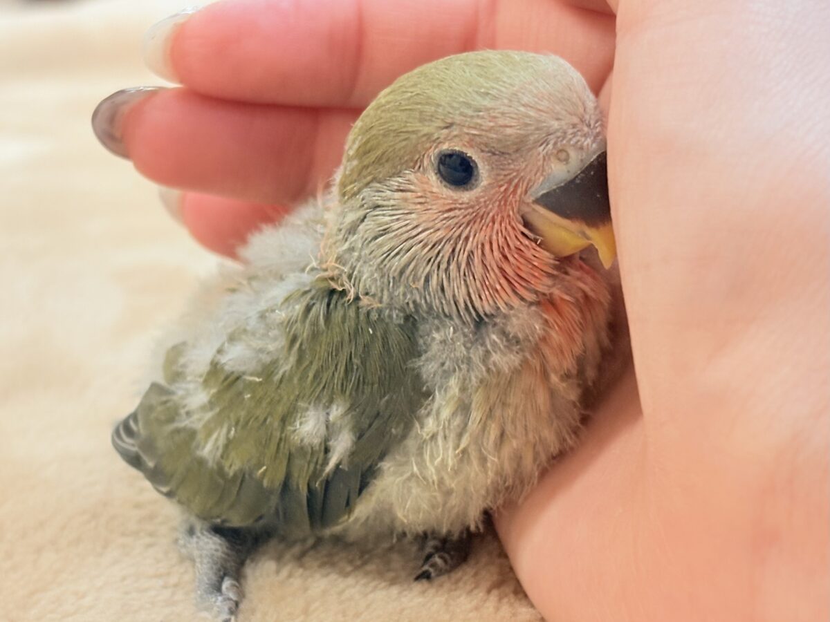 コザクラインコ（小桜インコ）