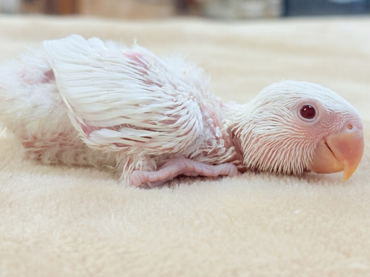 【最新画像】空から舞い降りてきた天使👼コザクラインコ(ペルーファロー)ヒナ コザクラインコ(小桜インコ)