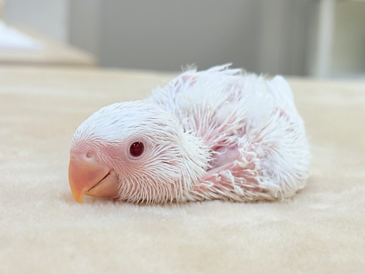 【最新画像】空から舞い降りてきた天使👼コザクラインコ(ペルーファロー)ヒナ コザクラインコ(小桜インコ)