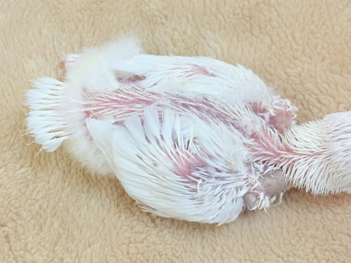 【最新画像】空から舞い降りてきた天使👼コザクラインコ(ペルーファロー)ヒナ コザクラインコ(小桜インコ)