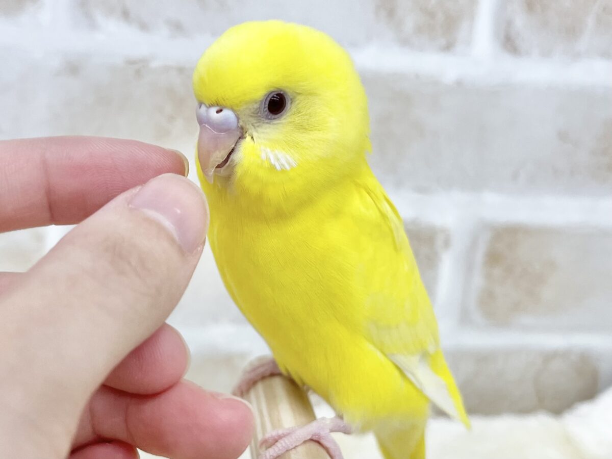 セキセイインコ
