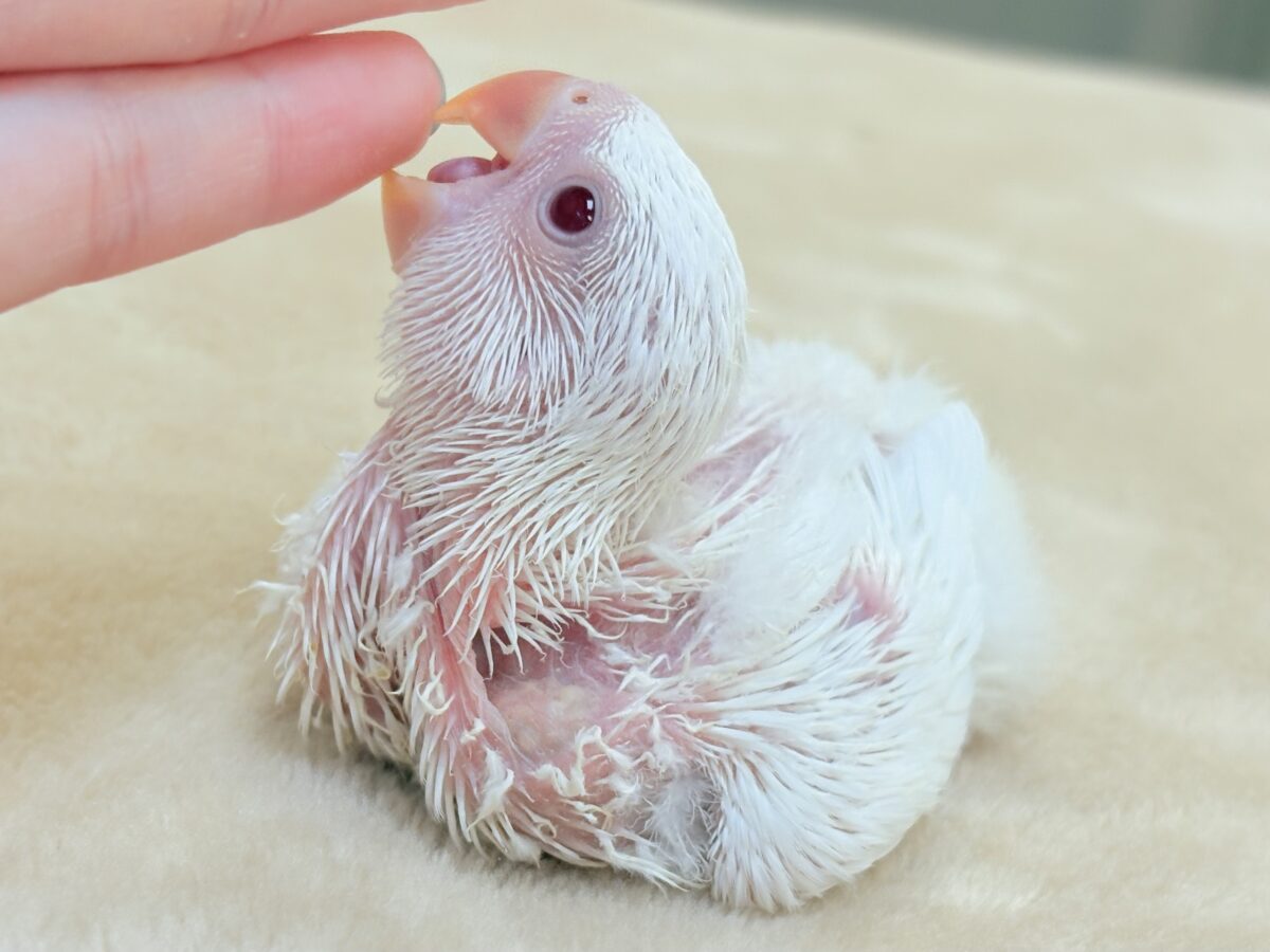 【最新画像】空から舞い降りてきた天使👼コザクラインコ(ペルーファロー)ヒナ コザクラインコ(小桜インコ)
