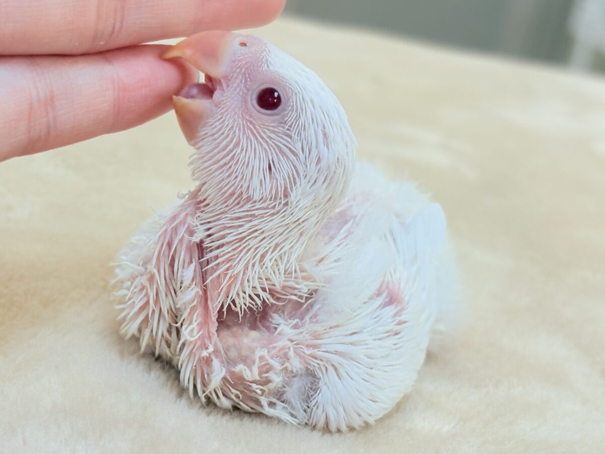 【最新画像】空から舞い降りてきた天使👼コザクラインコ(ペルーファロー)ヒナ コザクラインコ(小桜インコ)