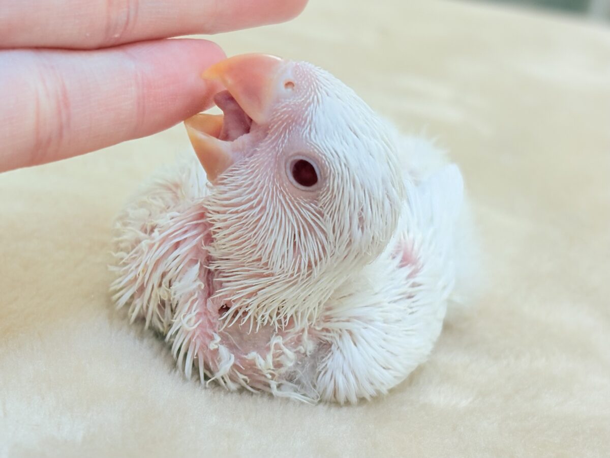 【最新画像】空から舞い降りてきた天使👼コザクラインコ(ペルーファロー)ヒナ コザクラインコ(小桜インコ)