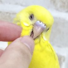 【🆙最新画像あり‼️】キラキラピカピカ🌟🌟🌟　セキセイインコ（ルチノー）