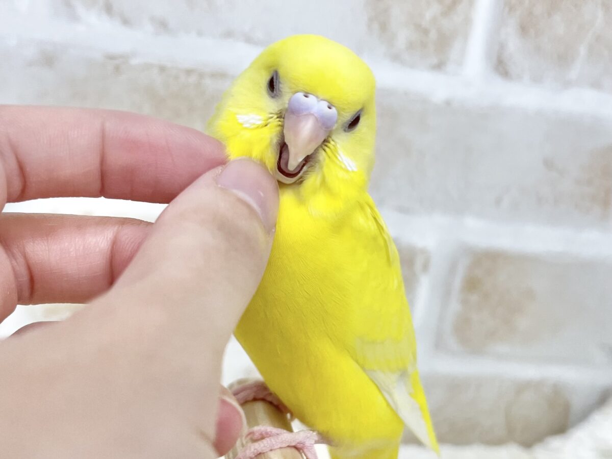 セキセイインコ