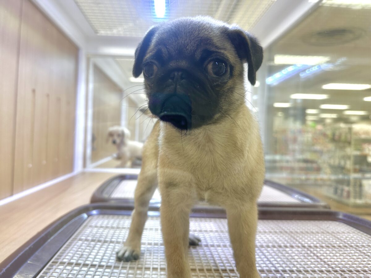 虜になること間違いなし🥺⭐️パグの女の子🐶 パグ