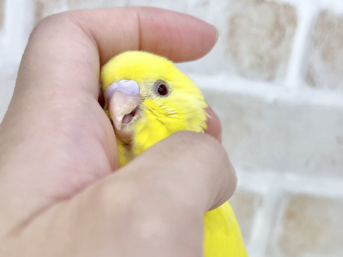 【🆙最新画像あり‼️】キラキラピカピカ🌟🌟🌟 セキセイインコ(ルチノー) セキセイインコ