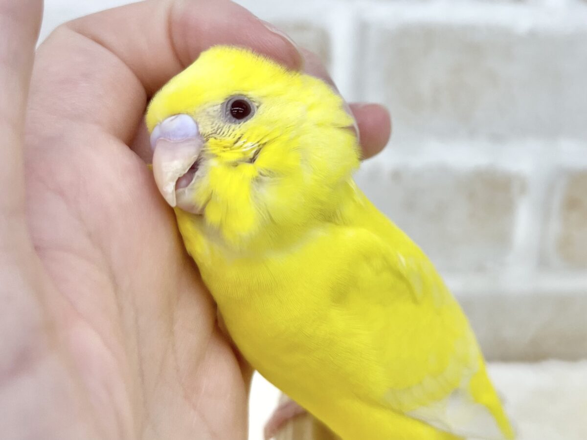 セキセイインコ