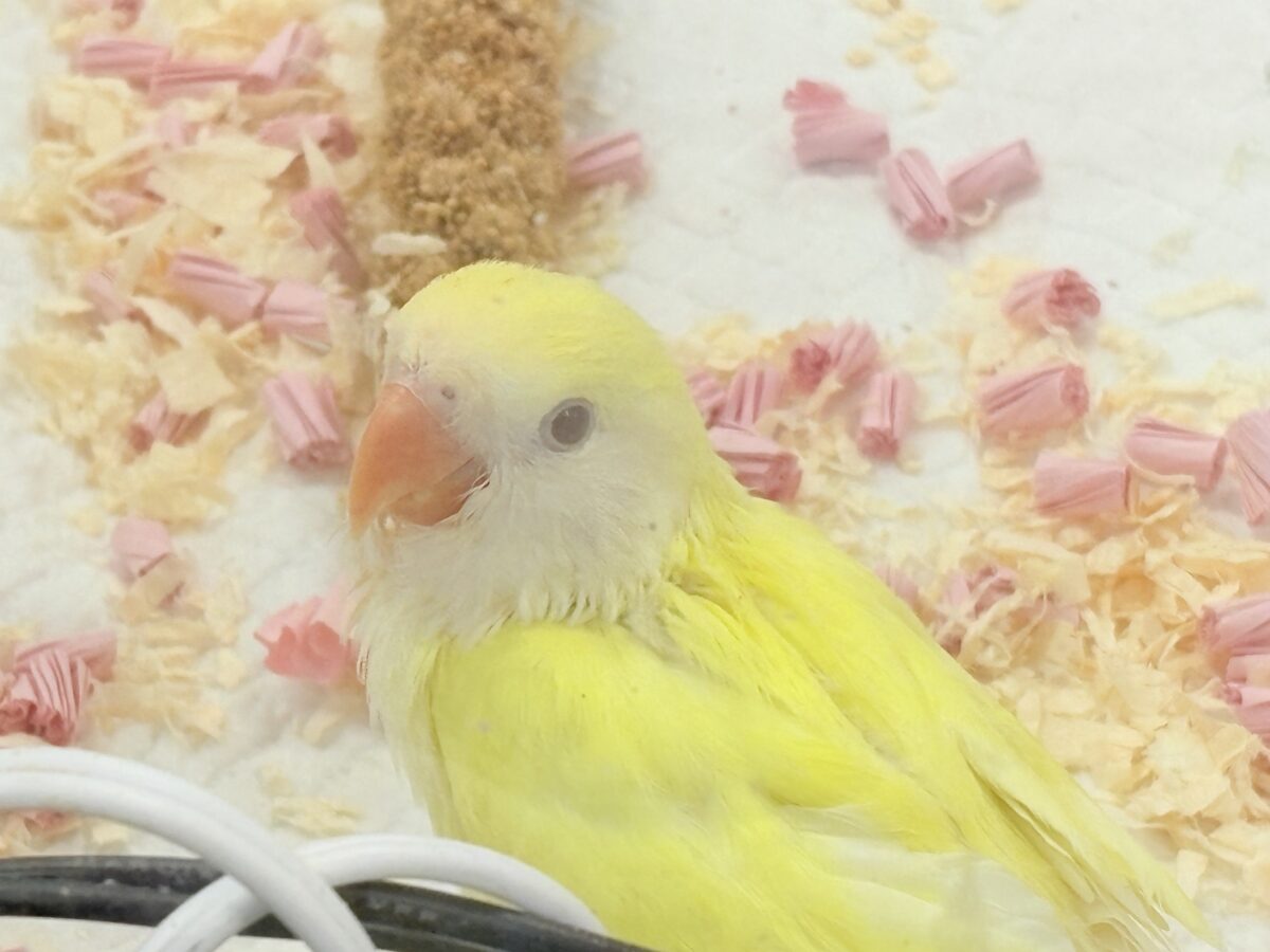 【最新画像】ふんわりたまごちゃん🍳✨コザクラインコ(クリームルチノー)ヒナ コザクラインコ(小桜インコ)