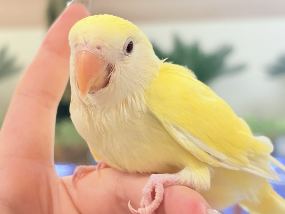 【最新画像】ふんわりたまごちゃん🍳✨コザクラインコ(クリームルチノー)ヒナ コザクラインコ(小桜インコ)