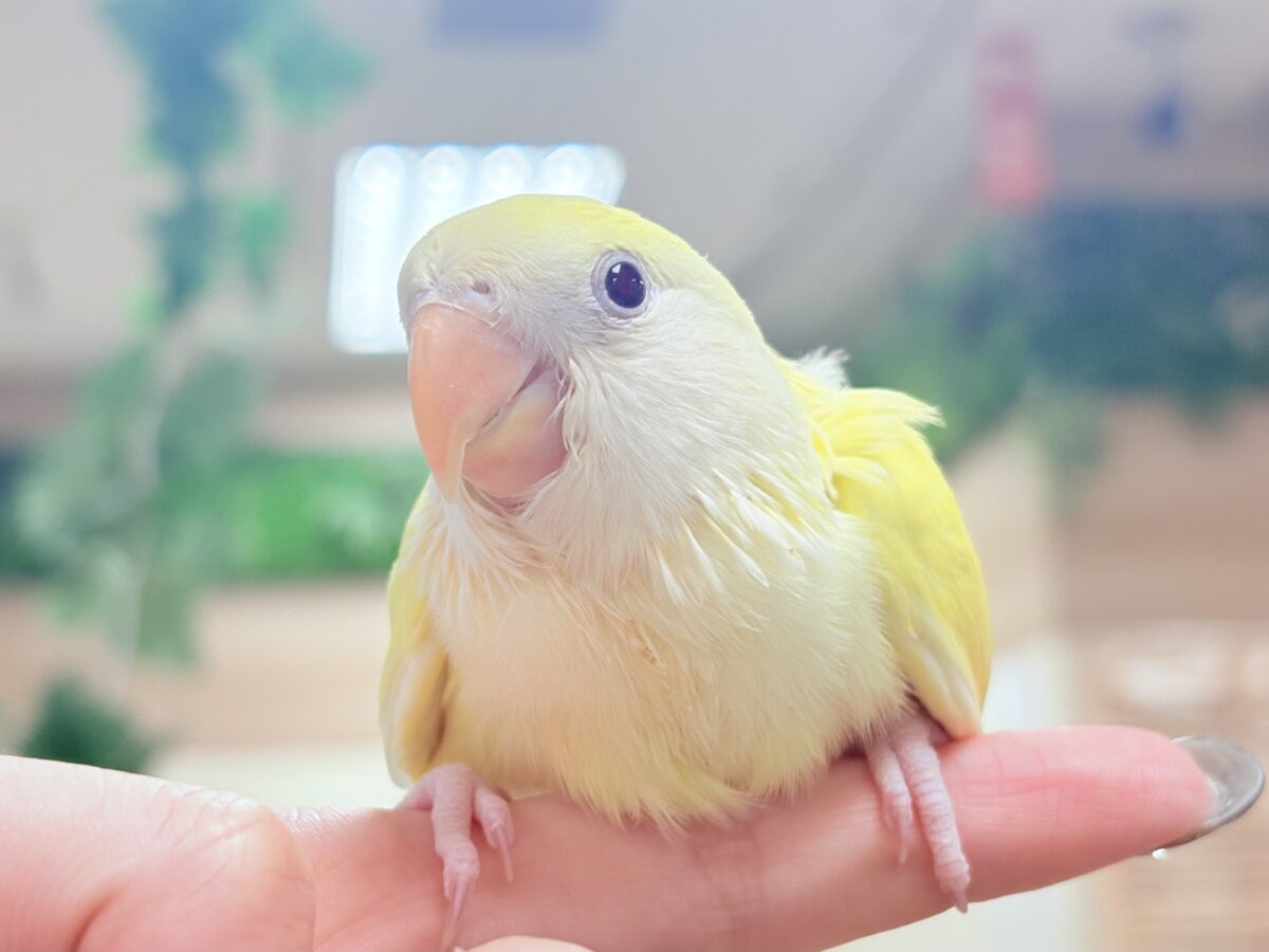 【最新画像】ふんわりたまごちゃん🍳✨コザクラインコ(クリームルチノー)ヒナ コザクラインコ(小桜インコ)