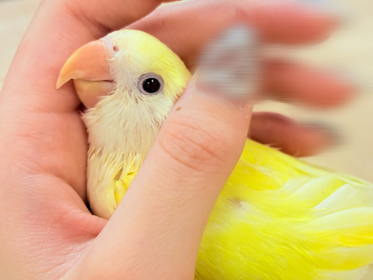 【最新画像】ふんわりたまごちゃん🍳✨コザクラインコ(クリームルチノー)ヒナ コザクラインコ(小桜インコ)