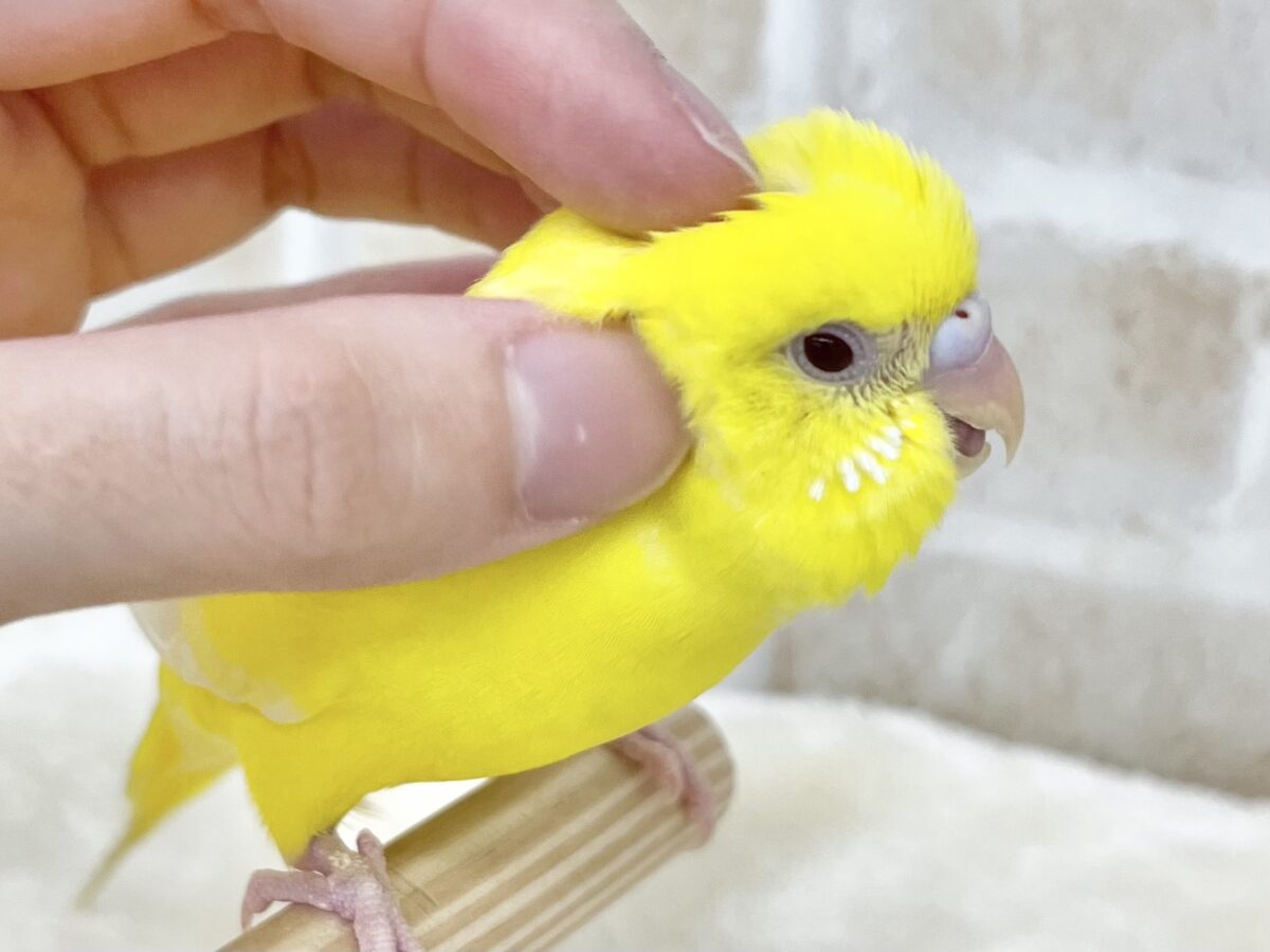 【🆙最新画像あり‼️】キラキラピカピカ🌟🌟🌟 セキセイインコ(ルチノー) セキセイインコ