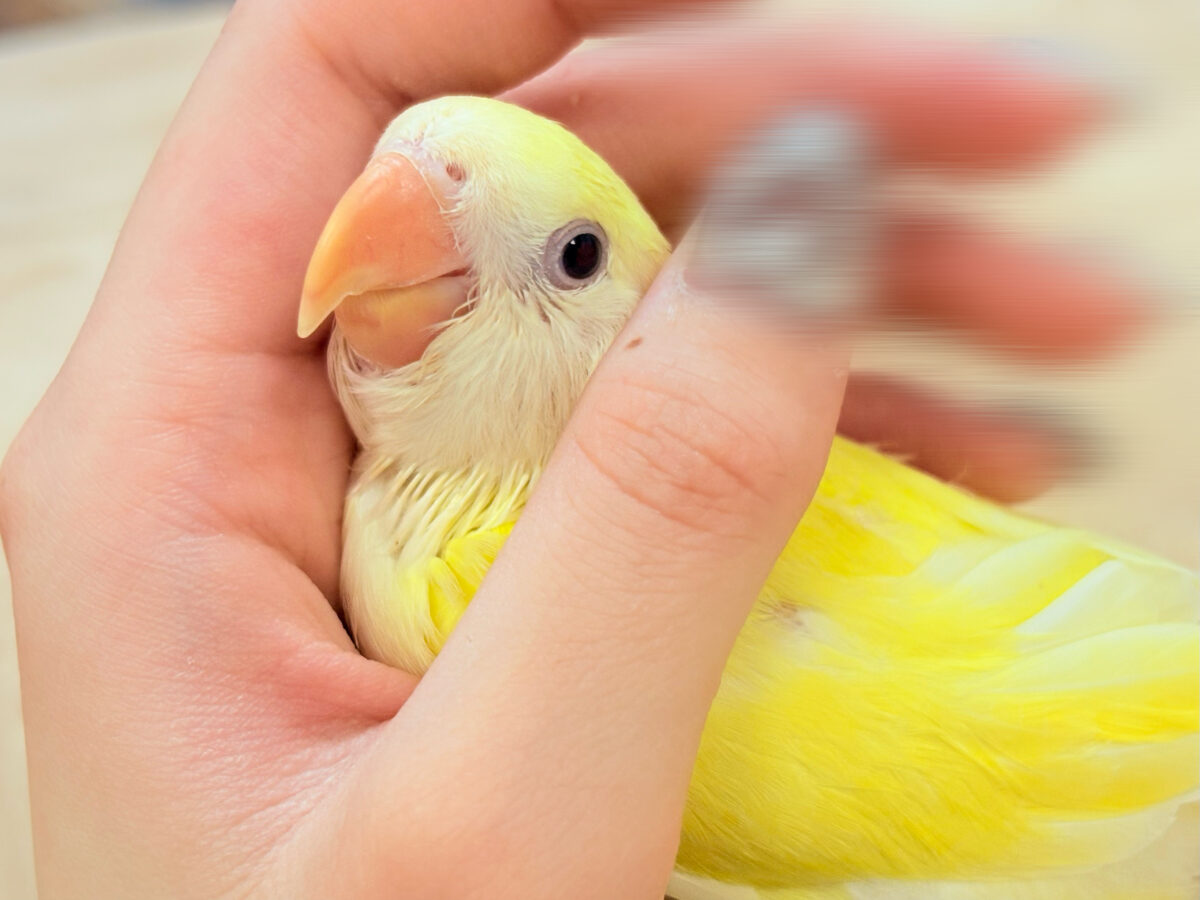 【最新画像】ふんわりたまごちゃん🍳✨コザクラインコ(クリームルチノー)ヒナ コザクラインコ(小桜インコ)