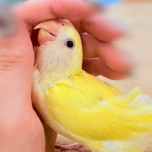 【最新画像】ふんわりたまごちゃん🍳✨コザクラインコ（クリームルチノー）ヒナ