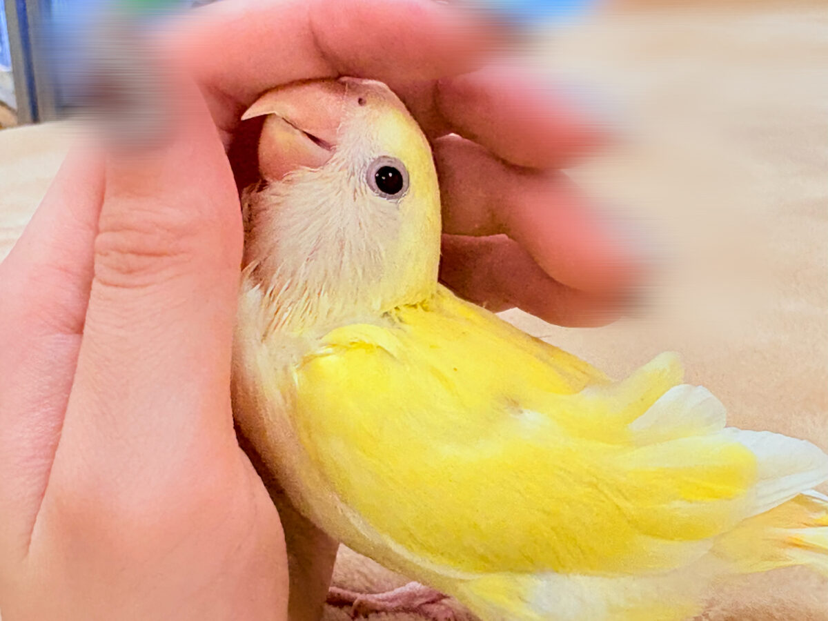 【最新画像】ふんわりたまごちゃん🍳✨コザクラインコ(クリームルチノー)ヒナ コザクラインコ(小桜インコ)