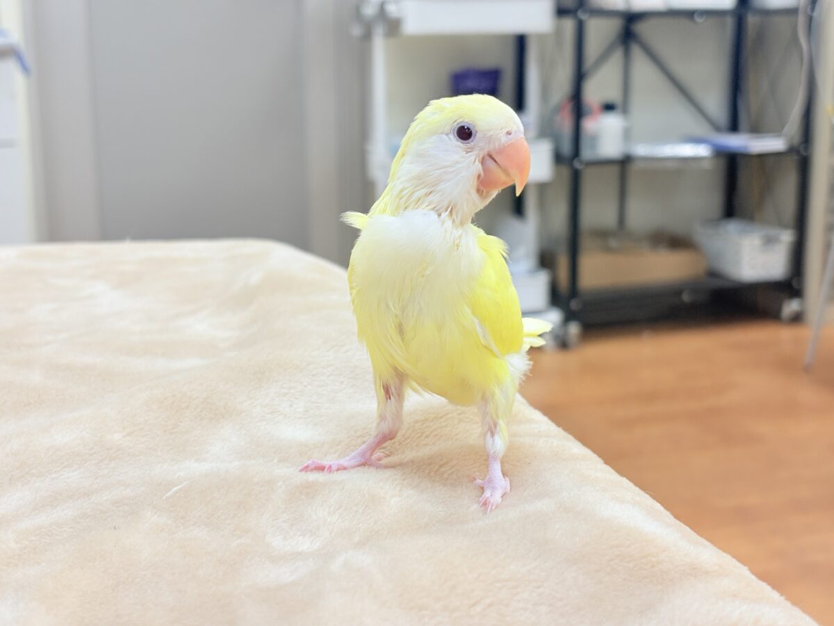 【最新画像】ふんわりたまごちゃん🍳✨コザクラインコ(クリームルチノー)ヒナ コザクラインコ(小桜インコ)