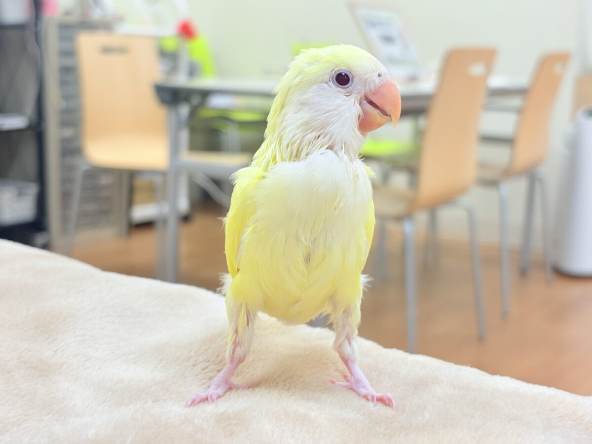 【最新画像】ふんわりたまごちゃん🍳✨コザクラインコ(クリームルチノー)ヒナ コザクラインコ(小桜インコ)