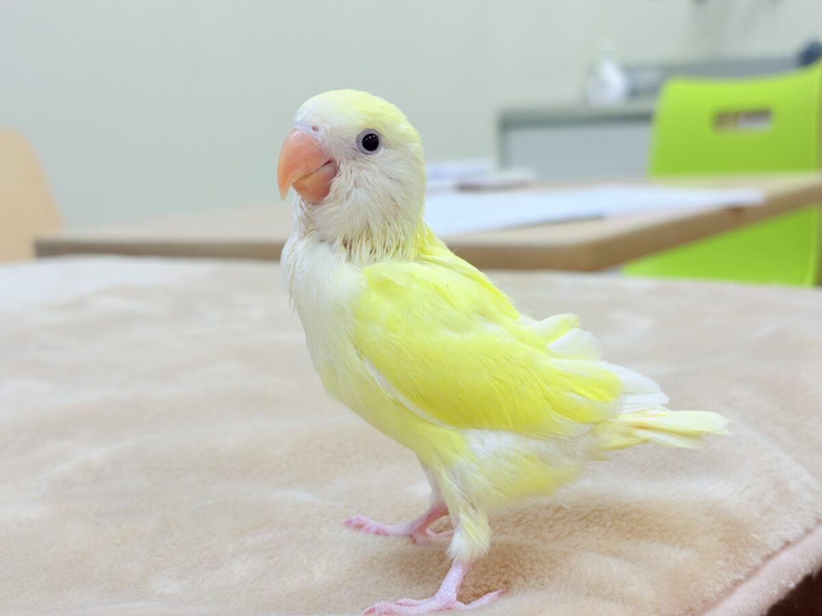 【最新画像】ふんわりたまごちゃん🍳✨コザクラインコ(クリームルチノー)ヒナ コザクラインコ(小桜インコ)